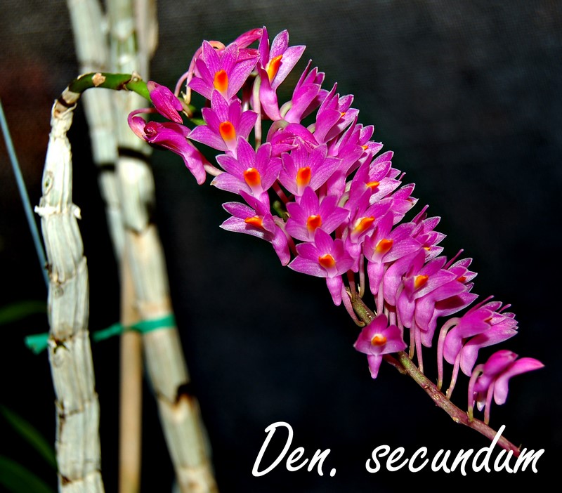 Den. secundum - red - in bloom